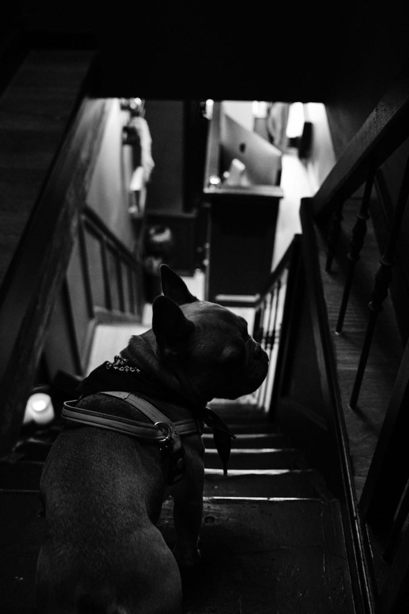 Hotel Frenchie Haarlem